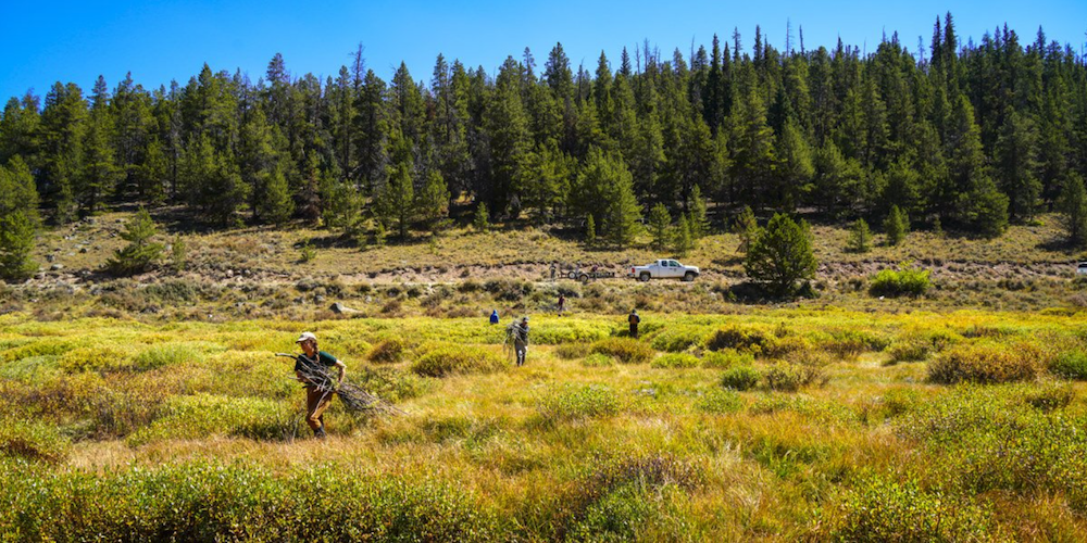 Taylor Park Wetland Restoration Project Clean Up 2022