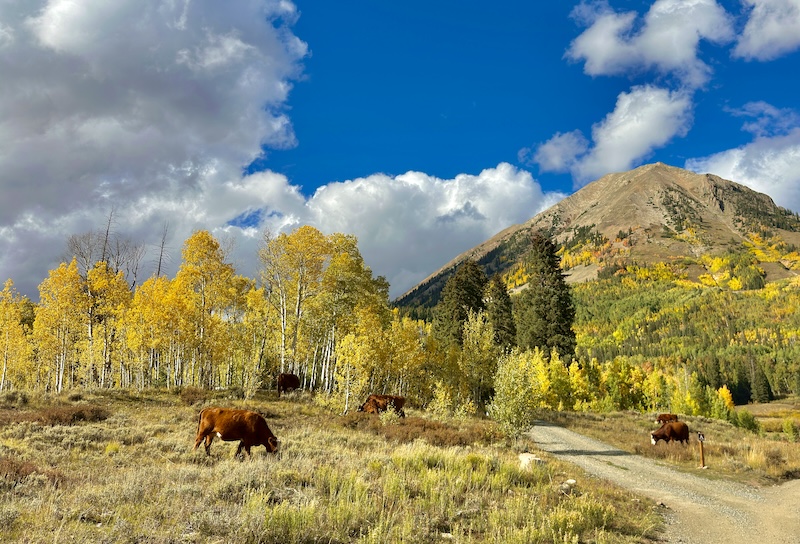 Washington Gulch - 9/20