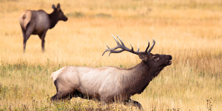 Hunting - header