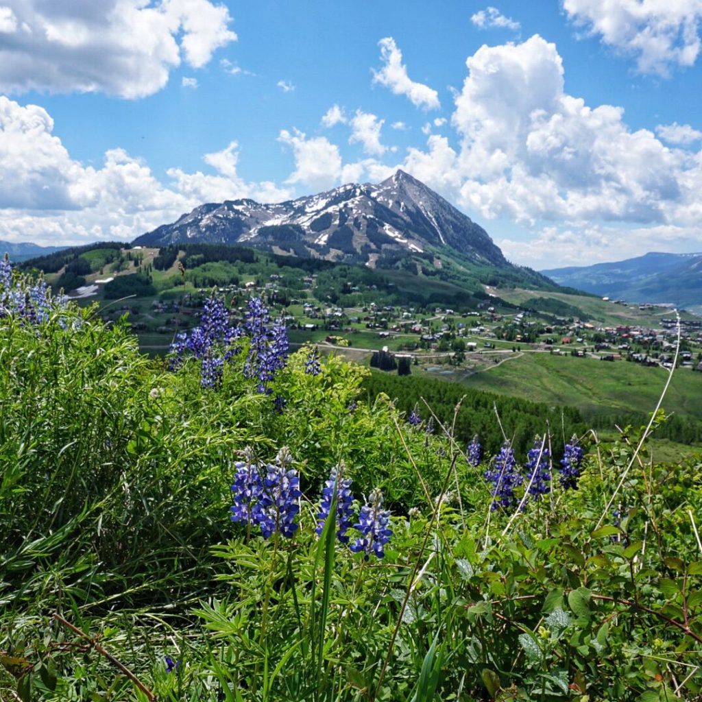6/13 Lupine Trail