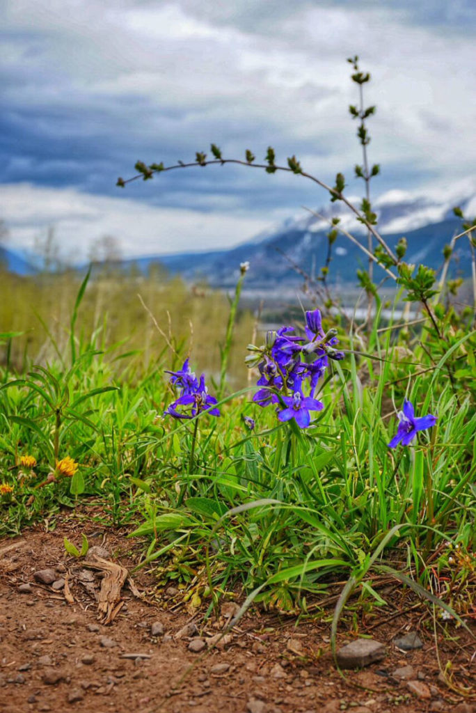 5/26 Lupine Trail