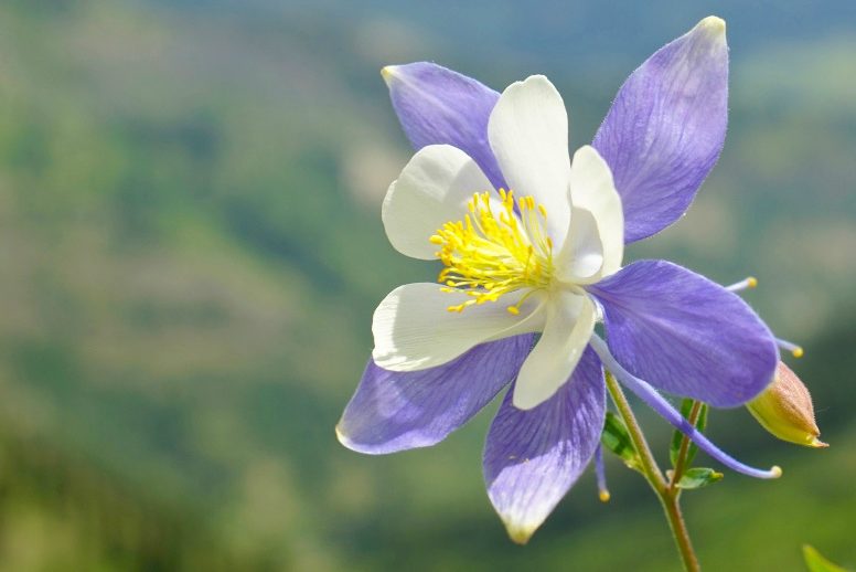 Columbine