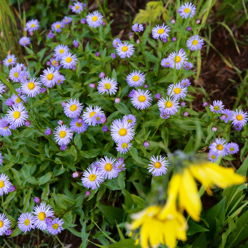 Fleabane