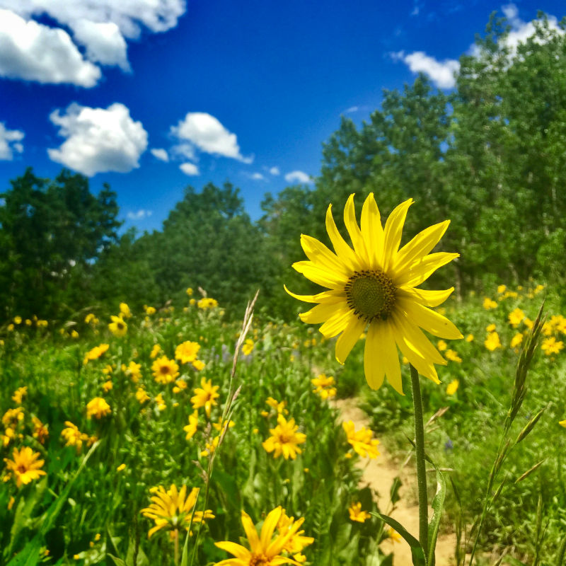 Aspen Sunflowers