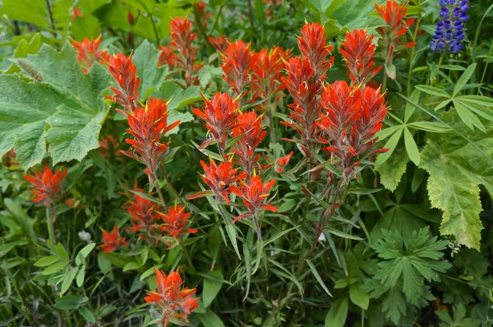 Indian Paintbrush