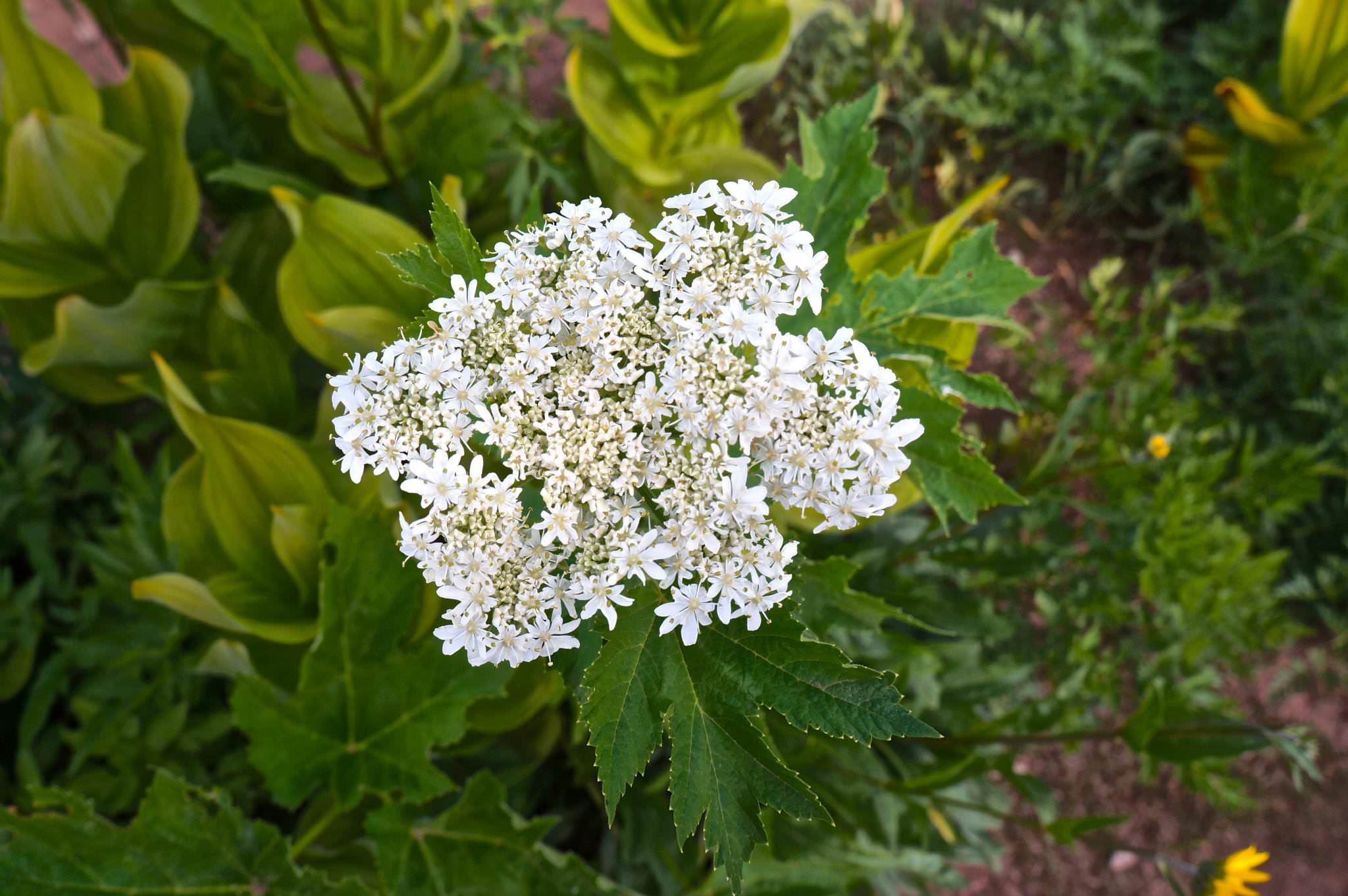 Cow Parsnip