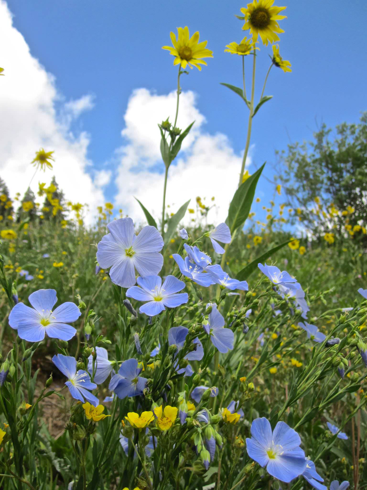 Blue Flax