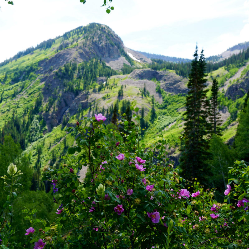 7/7 Ohio Pass